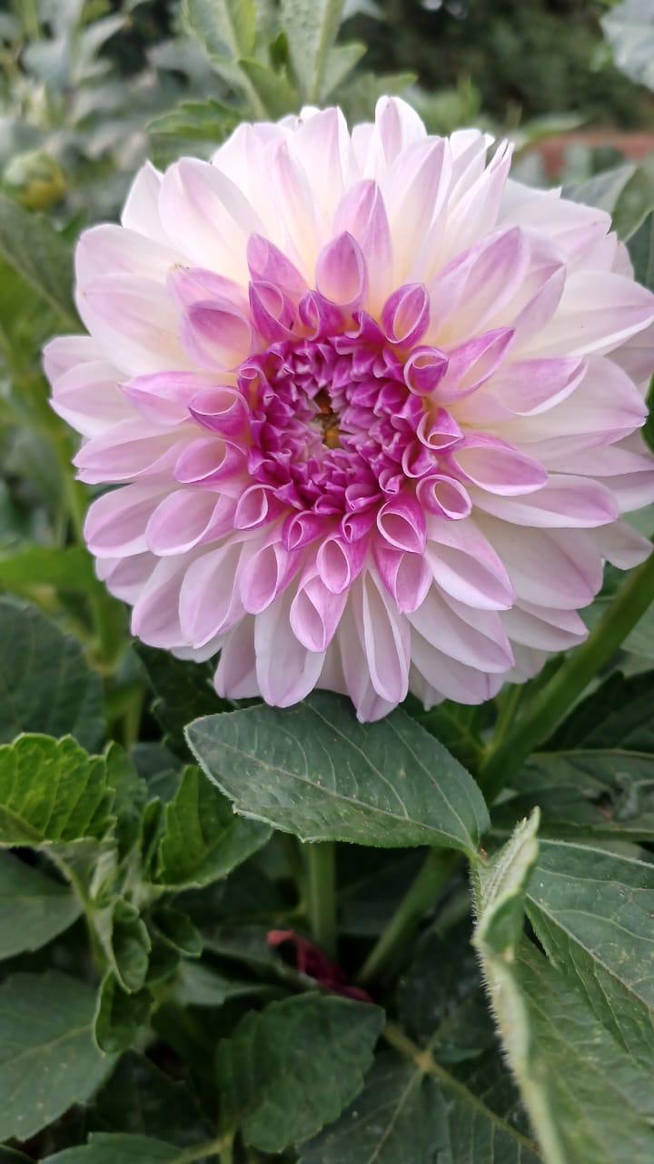 Mixed Dahlia Seed Collection Close-up of a pale pink flower with a deeper pink centre growing in a garden
