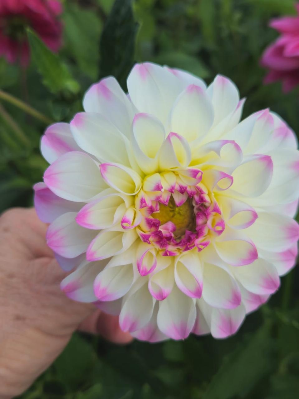 Mixed Dahlia Seed Collection White and pale pink flower in full bloom photographed close up outdoors