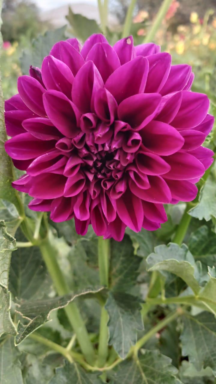 Mixed Dahlia Seed Collection Close-up of a deep pink flowering bloom growing in a garden