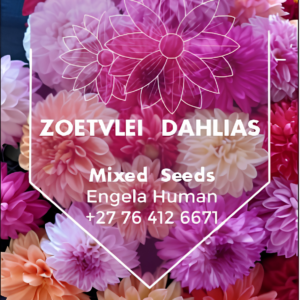 Mixed Dahlia Seed Collection