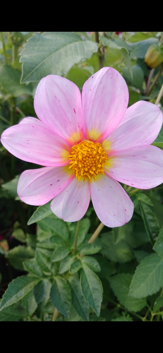 Mixed Dahlia Seed Collection Mixed Dahlia Seed Collection - Image 12