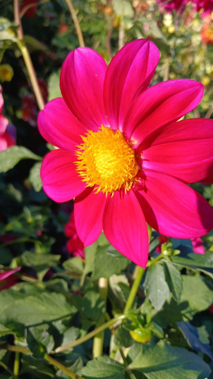 Mixed Dahlia Seed Collection Mixed Dahlia Seed Collection - Image 17