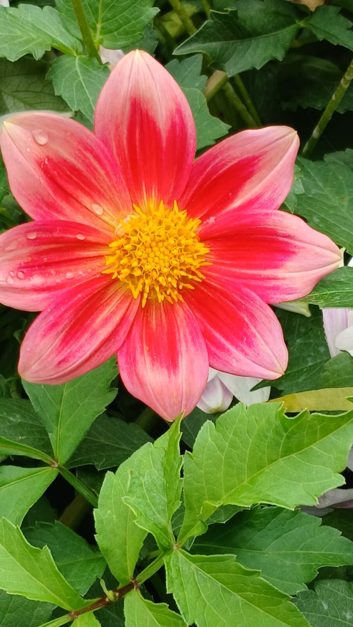 Mixed Dahlia Seed Collection Mixed Dahlia Seed Collection - Image 19