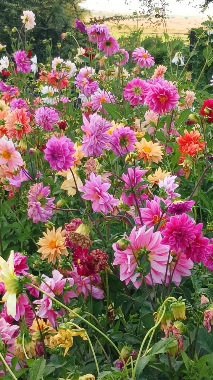 Mixed Dahlia Seed Collection Mixed Dahlia Seed Collection - Image 24