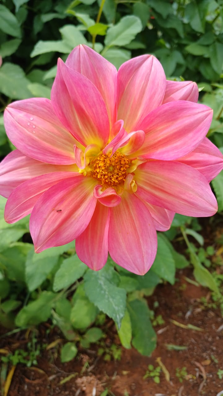 Mixed Dahlia Seed Collection Mixed Dahlia Seed Collection - Image 31