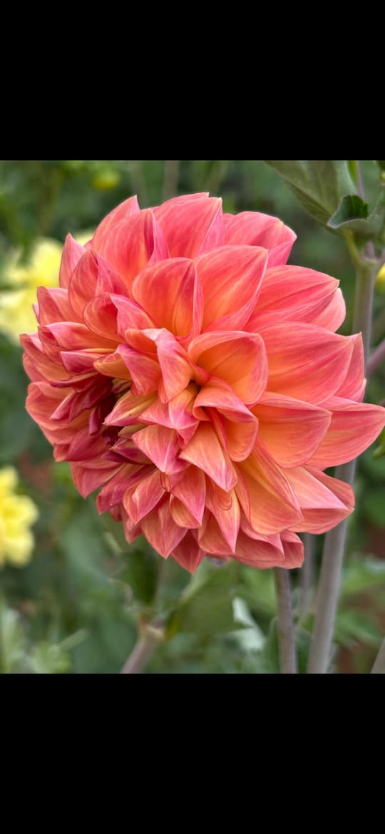 Mixed Dahlia Seed Collection Mixed Dahlia Seed Collection - Image 9
