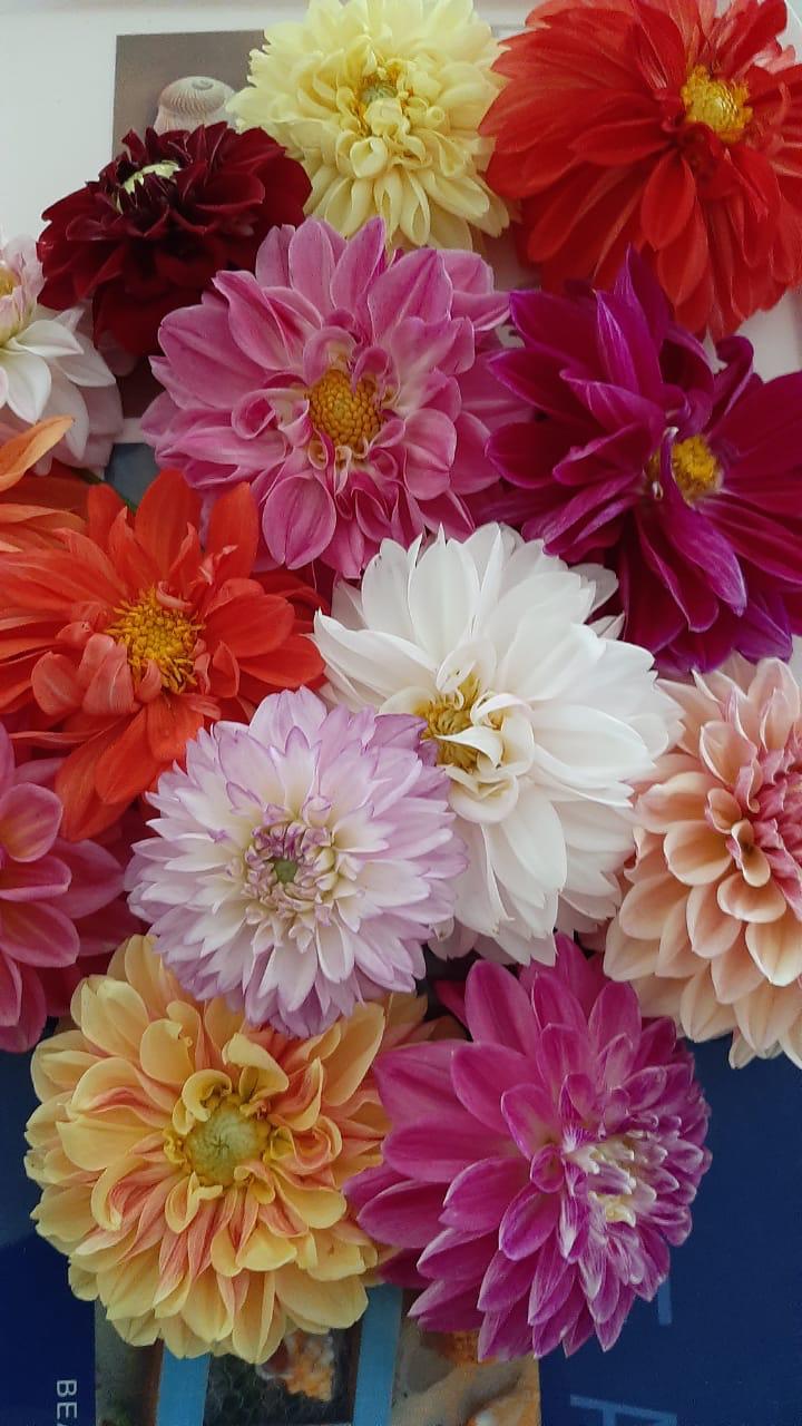 Mixed Dahlia Seed Collection Collection of colourful flowers in shades of pink, red, yellow, orange, and white arranged together