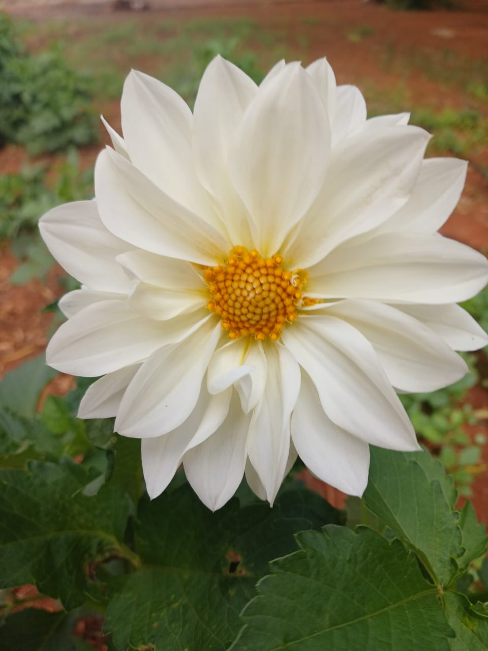 Mixed Dahlia Seed Collection Close-up of a white flower with a yellow centre growing in a garden